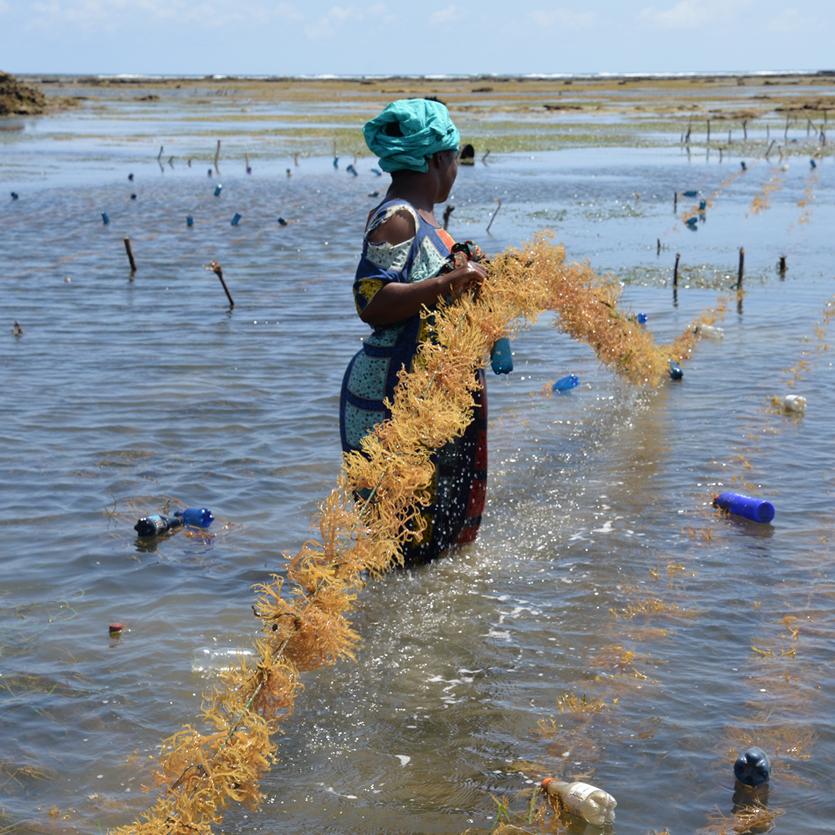 Growing seagrass in big cities