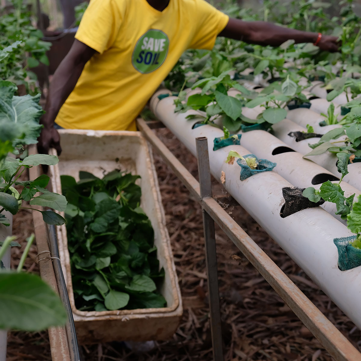 Hydroponic systems in informal settlements