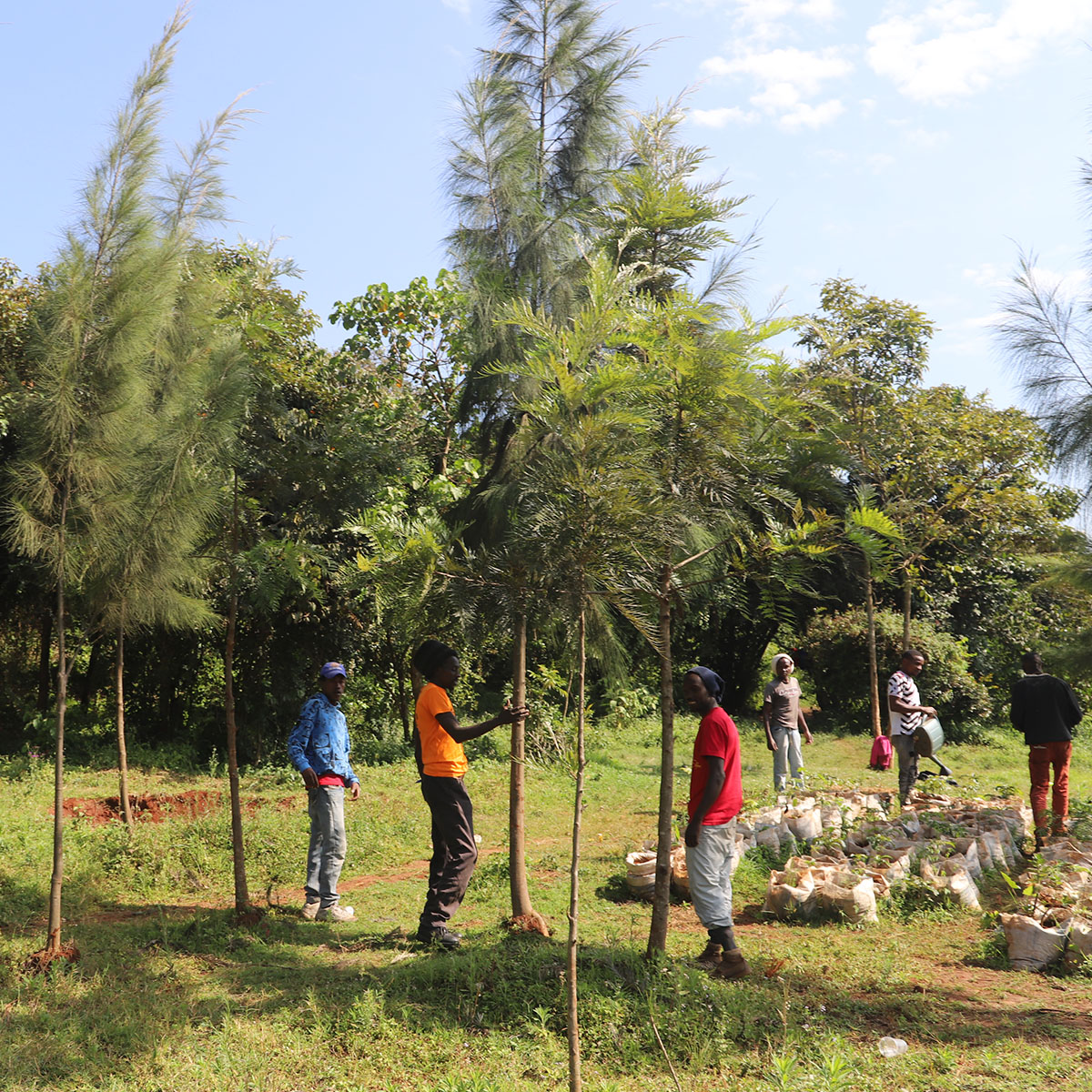 Caring for lives and caring for trees