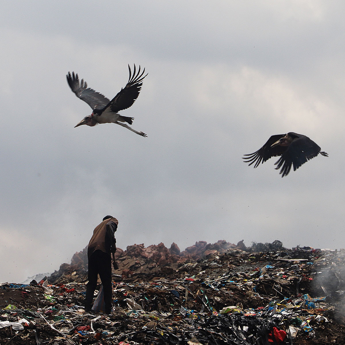 Nature and waste in the landfill neighbourhoods