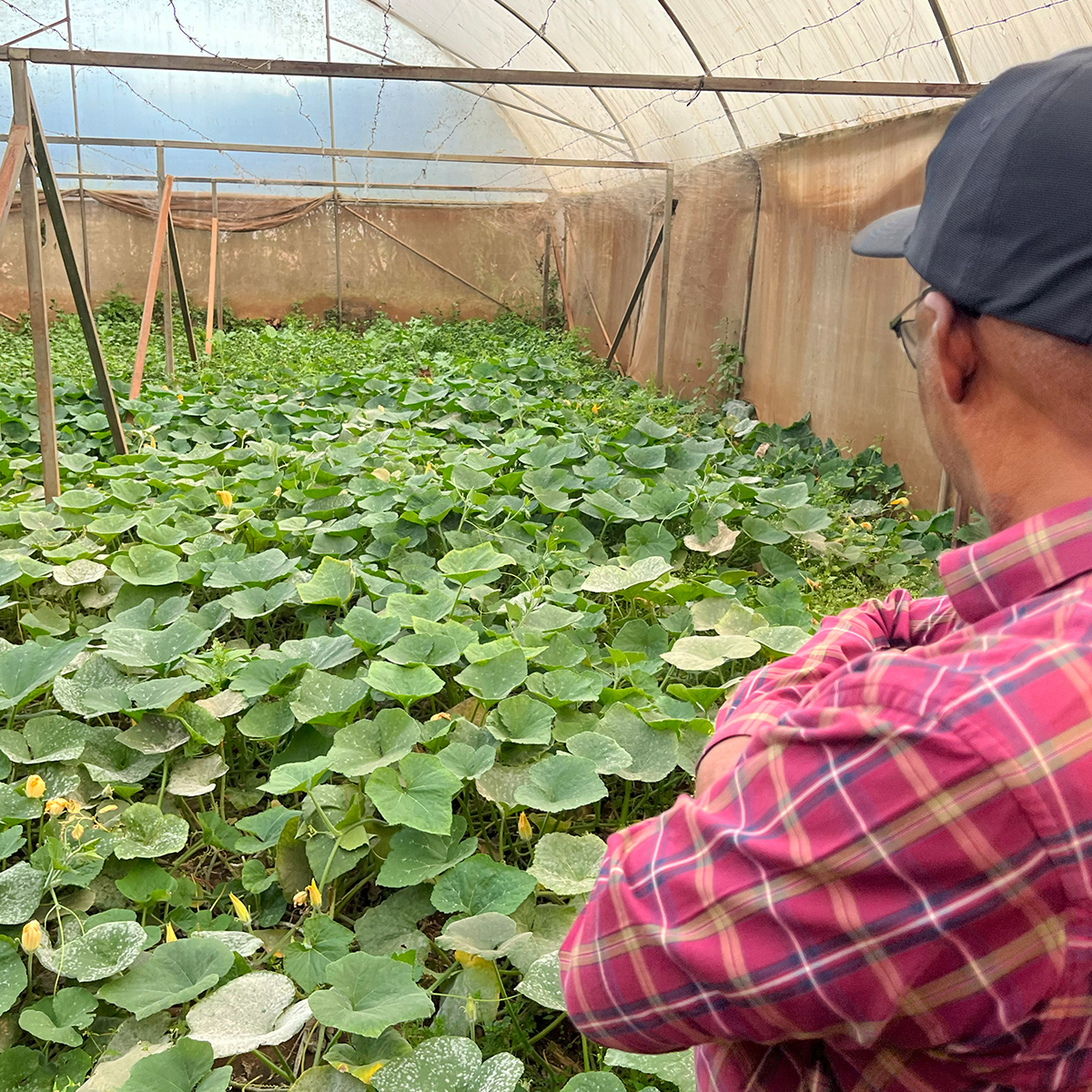 A hidden green oasis that prevents the landfill growth