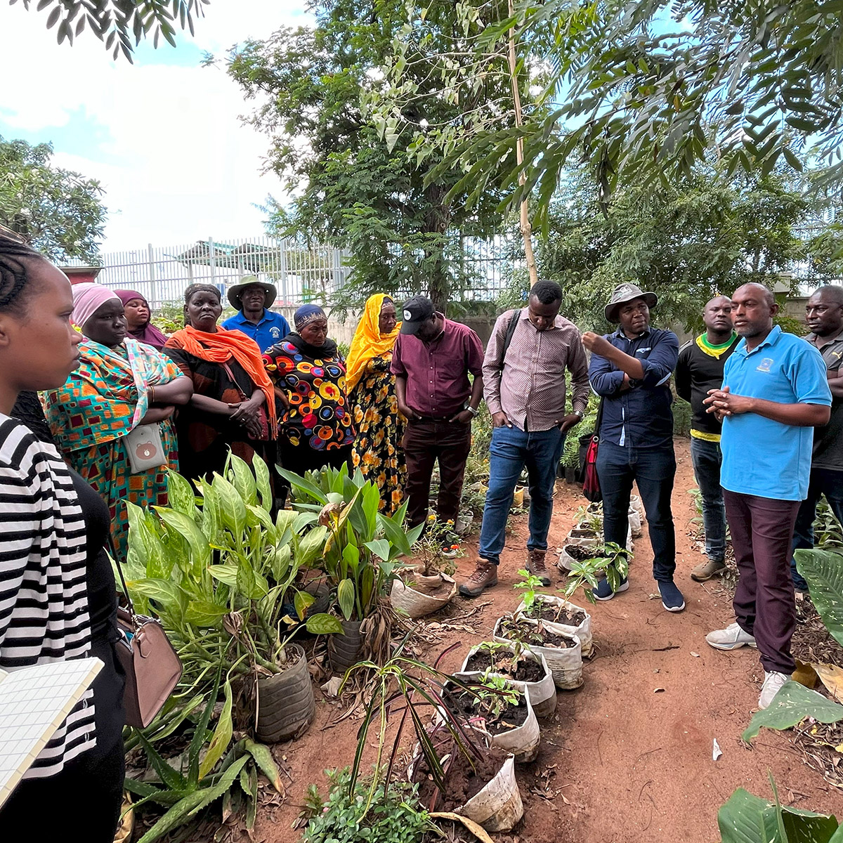 In the intersection of bees, mangroves, plants and cities